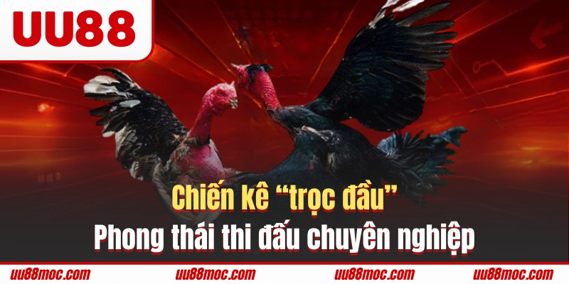 Chiến kê “trọc đầu” có phong thái thi đấu chuyên nghiệp