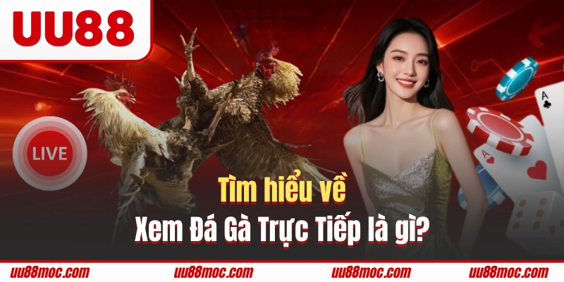 Đá gà trực tiếp thu hút sự quan tâm của mọi người